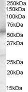Goat anti-EP4 prostaglandin receptor Antibody