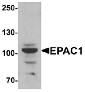 EPAC1 Antibody