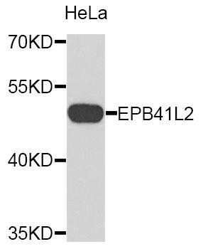 EPB41L2 antibody