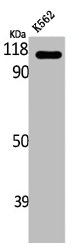 EPB41L2 Antibody