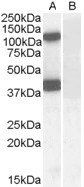 Goat anti-EPB41L2 / 4.1G (aa 593 to 604) Antibody