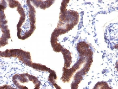 Ep-CAM / CD326 (Extracellular Domain) (Epithelial Marker) Antibody
