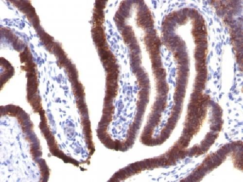 Ep-CAM / CD326 (Extracellular Domain) (Epithelial Marker) Antibody