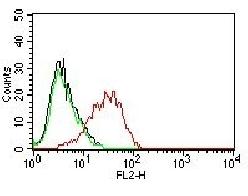 EpCAM antibody