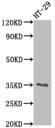 EpCAM antibody