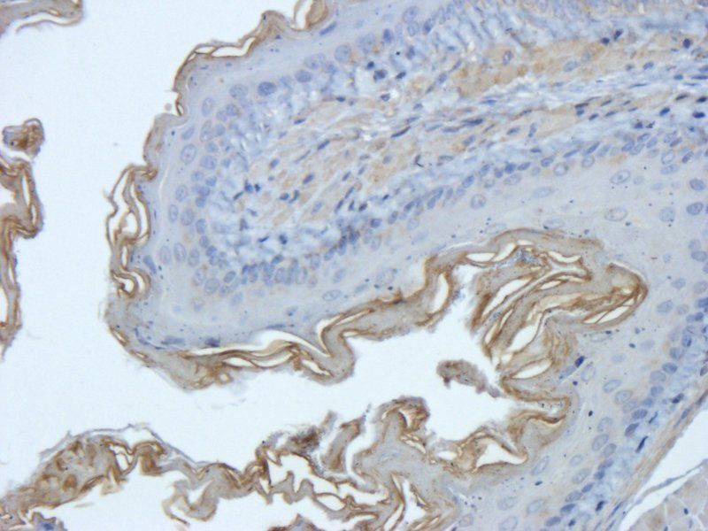 EpCAM Rabbit Polyclonal Antibody