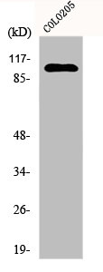 EPHA1 antibody