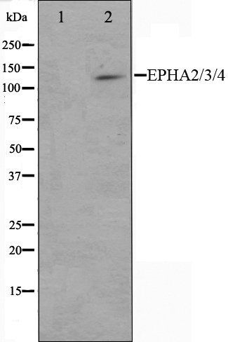 EPHA2/3/4 antibody