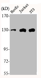 EPHA2 antibody