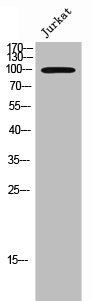 EPHA3 Antibody