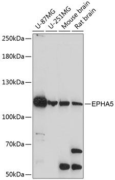 EPHA5 antibody