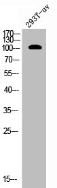 EPHA7 Antibody