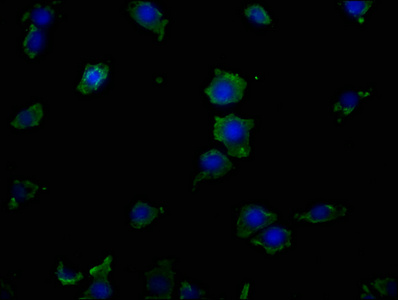 EPHA8 Antibody