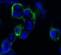 EPHB4 Antibody
