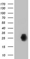 Ephrin A2 Antibody