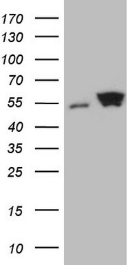 Ephrin A3 (EFNA3) antibody