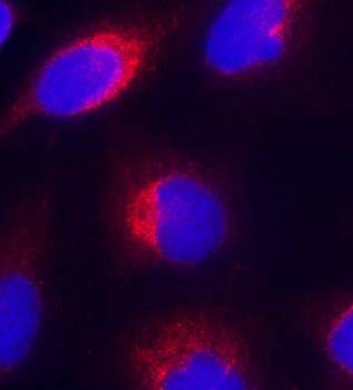 Ephrin-B2 (Ab-330) Antibody