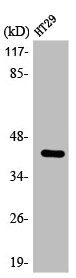 EPHX4 Antibody
