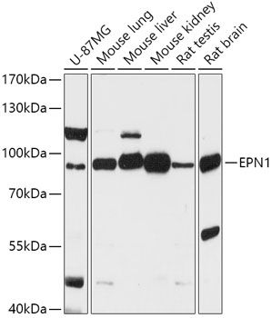EPN1 antibody