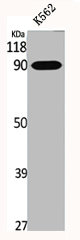 EPN1 antibody