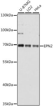 EPN2 antibody