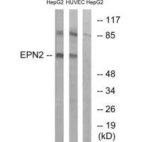 EPN2 antibody