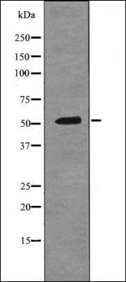 Epo-R (Phospho-Tyr456) antibody