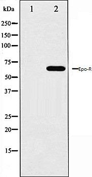 Epo-R antibody