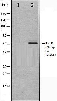 Epo-R (Phospho-Tyr368) antibody