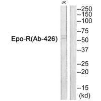 EPOR (Ab-426) antibody