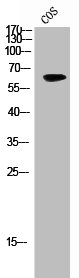 EPOR Antibody