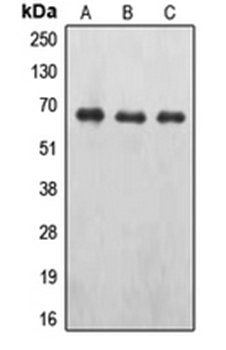 EPO R (phospho-Y426) antibody