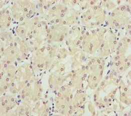 EPPIN Antibody