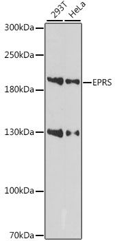 EPRS antibody