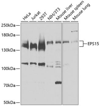 EPS15 antibody