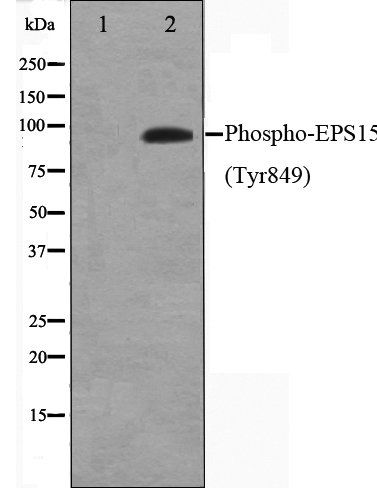 EPS15 (Phospho-Tyr849) antibody