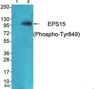 EPS15 (phospho-Tyr849) antibody