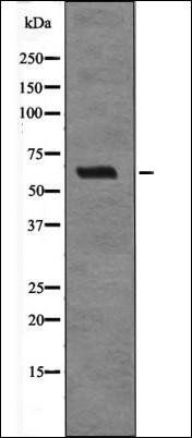 EPS8 antibody