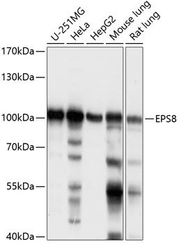 EPS8 antibody