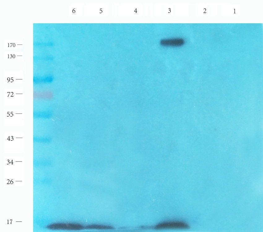 EPX antibody