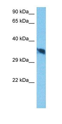 EPYC antibody