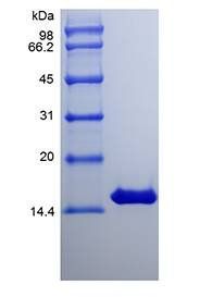 Equine IFN-gamma protein