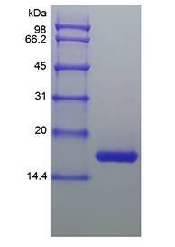 Equine IL-1 beta protein