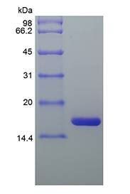 Equine IL-1RA protein