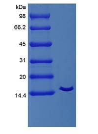 Equine IL-2 Cys protein