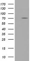 ERAB (HSD17B10) antibody