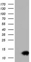 ERAB (HSD17B10) antibody