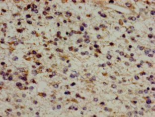 ERAL1 Antibody