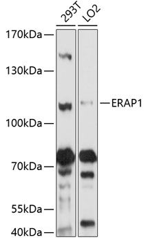 ERAP1 antibody