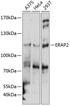 ERAP2 antibody
